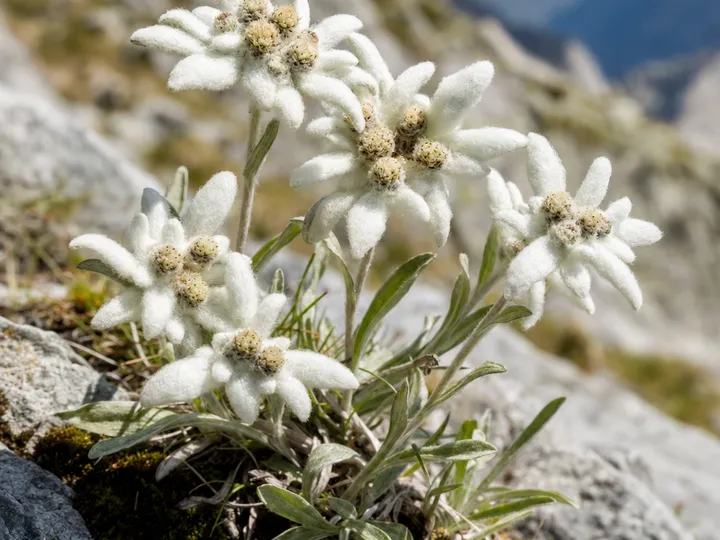 Edelweiss
