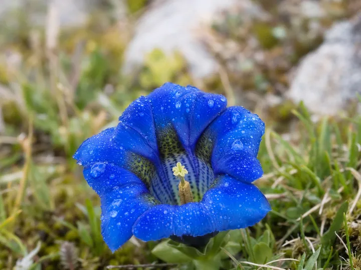 Trumpet gentian